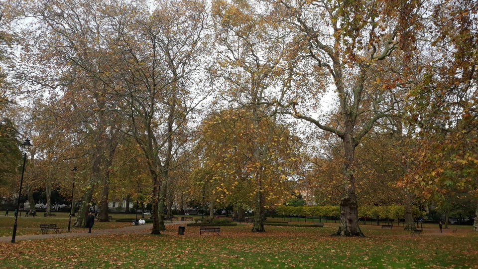 Russell Square Gardens 的草地与高大树木铺满秋叶，远处可见环绕广场的建筑。