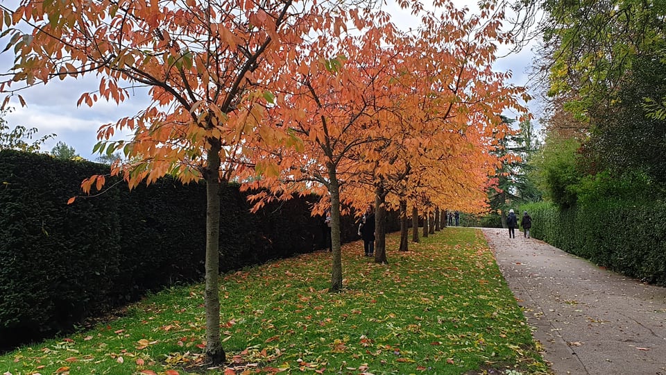 Regent’s Park 的步道穿过整齐树列与绿篱，树冠呈橙红色秋色。